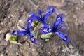 Close up of three blue early spring Iris reticulata flowers in a sunny day. Netted iris or golden netted iris. Small Royalty Free Stock Photo