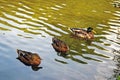 A close up of three ducks on the pond water. Royalty Free Stock Photo