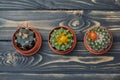 High angle view on three cacti on wooden background Royalty Free Stock Photo