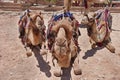 Close-Up Of Three Camels