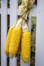 Close-up of three cobs of sweet corn, hanging on a white fence.