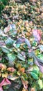 close up of three-colored krokot ornamental plant Royalty Free Stock Photo