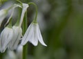 Close up of a three cornered leek allium triquetrum flower in bloom Royalty Free Stock Photo