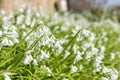 Three cornered leek allium triquetrum flowers Royalty Free Stock Photo