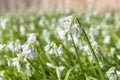 Three cornered leek allium triquetrum flowers Royalty Free Stock Photo