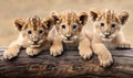 Close-up of three cute lion cubs