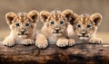 Close-up of three cute lion cubs