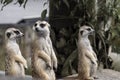 Close up on three Cute meerkats that small animal its standing to alert look in forward on a small timber that put on nature rock Royalty Free Stock Photo