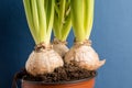 Close up of three delicate white Hyacinth or Hyacinthus flowers bulbs in a garden pot isolated on dark blue studio background Royalty Free Stock Photo