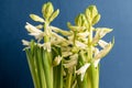 Close up of three delicate white Hyacinth or Hyacinthus flowers in full bloom in a garden pot isolated on dark blue studio backgro Royalty Free Stock Photo