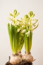 Close up of three delicate white Hyacinth or Hyacinthus flowers in full bloom in a garden pot isolated on white studio background Royalty Free Stock Photo