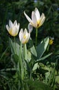 Close up of three delicate white tulips in full bloom and small blurred blue forget me not flowers in a sunny spring garden, beaut