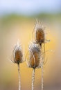 Close-up of three thistles on an blurred yellow background