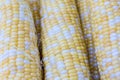 Close up of three ears of corn