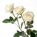 Three white roses on white background Royalty Free Stock Photo