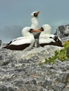 Close up of three gannets sitting on rocks together, Galapagos Islands Royalty Free Stock Photo