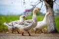 Close-up of three geese walking on a dirt path with a blurred natural background. Royalty Free Stock Photo