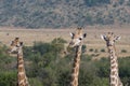 Close-up of three giraffes with head and neck, African savannah in background