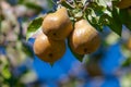 Close up of three golden bosc pears on a tree, with blue sky and leaves in the background Royalty Free Stock Photo