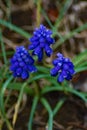 Close-up of Three Grape Hyacinth Also Called Muscari Royalty Free Stock Photo