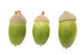 Close-up of three green acorns