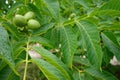 Close-up of three green walnuts growing in a lush garden setting Royalty Free Stock Photo