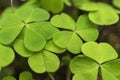 Close up of three leaf clovers field. Royalty Free Stock Photo