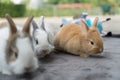 Three little rabbit sitting on velvet fabric grey background. Focus little brown white rabbit Royalty Free Stock Photo