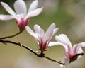 Close up of Three magnolia flowers Royalty Free Stock Photo