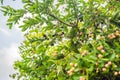 Close-up of three miracle berries from a Synsepalum dulcificum p