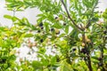 Close-up of three miracle berries from a Synsepalum dulcificum p Royalty Free Stock Photo