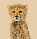 Close-up on a three months old cheetah cubs