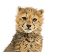 Close-up on a three months old cheetah cubs, isolated