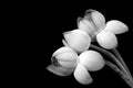 Close up of three oriental lotus flower buds in monochrome