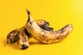 Close-up three overripe blackened ugly bananas on yellow background.