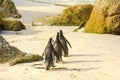 Penguins walking in Boulder Beach