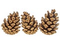 Close-up of three pine cones isolated on white background Royalty Free Stock Photo