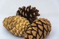 Close up of three pinecone on a white background