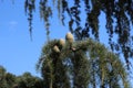 Close Up of Three Pinecones on a Branch of a Weeping Nootka Cypress Tree