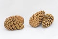 Close up of three pinecones on a white background Royalty Free Stock Photo