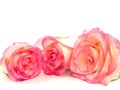 Close up of three pink roses isolate on white. Pink fresh roses. rose isolate on white. Selective focus