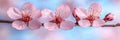 Close-up of Three Pink And White Cherry Blossoms, Spring Colors on Blurry Background. Royalty Free Stock Photo