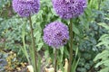 A close up of three purple flowers called `A Star of Persia` Royalty Free Stock Photo