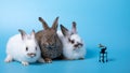 Close up Three rabbits white and brown sitting in row together on blue background listening music Royalty Free Stock Photo