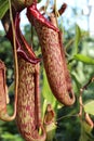 Close up of three red and green Pitcher Plant, Nepenthes maxima, cups Royalty Free Stock Photo