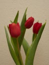 Close up of three red tulips with leaf, in front of a beige background Royalty Free Stock Photo