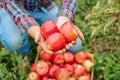 Close up three ripe red apples in the hands of an unrecognizable farmer. Royalty Free Stock Photo