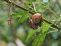 Close-up of three small Roman snails Helix pomatia grouped on one leaf