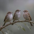 Close Up Three Small Sparrow Birds Royalty Free Stock Photo