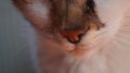 Close up of a three-suited cat`s nose - macro photo Royalty Free Stock Photo